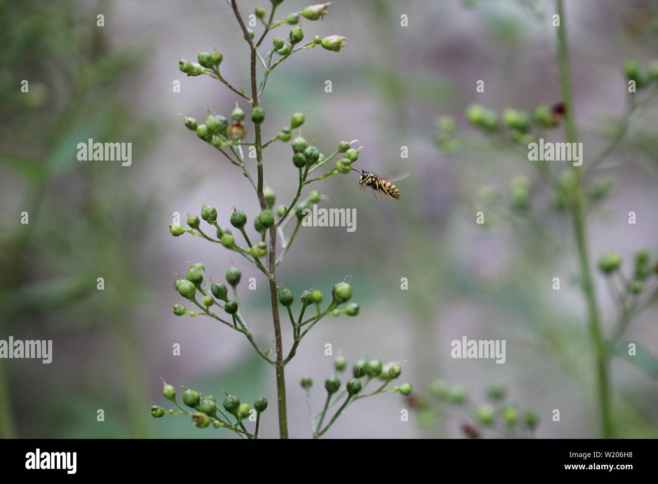 Wespe fliegt eine Flanke an Stockfoto