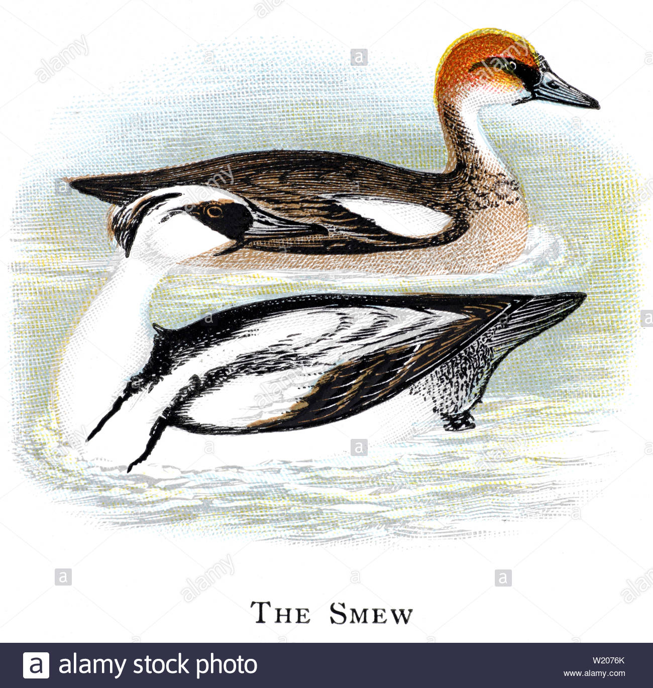 (Mergus albellus Smew), vintage Abbildung im Jahr 1898 veröffentlicht. Stockfoto