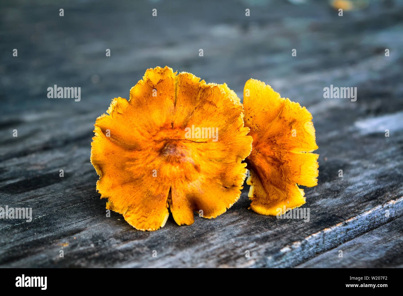 Wald Pilze auf dem alten Holz- Hintergrund. Frische rohe Pilze auf dem Tisch. Stockfoto
