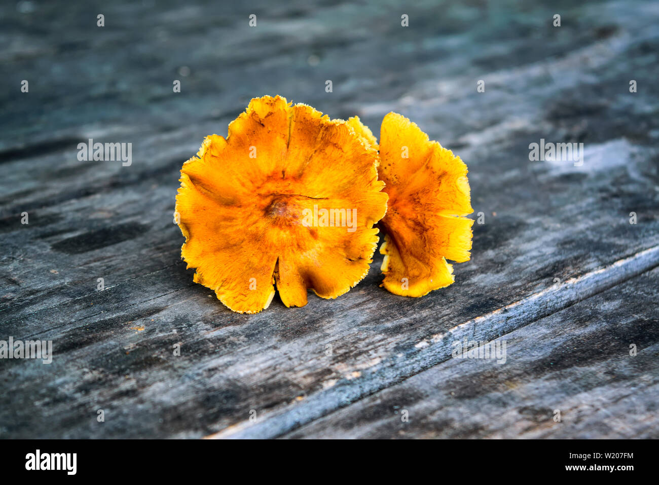 Wald Pilze auf dem alten Holz- Hintergrund. Frische rohe Pilze auf dem Tisch. Stockfoto