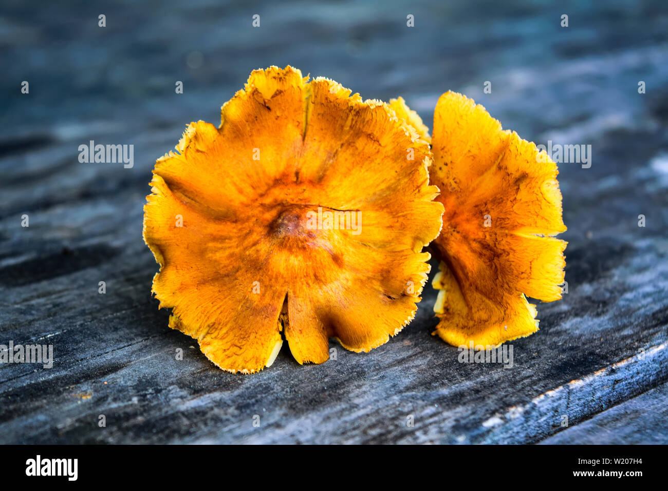 Wald Pilze auf dem alten Holz- Hintergrund. Frische rohe Pilze auf dem Tisch. Stockfoto