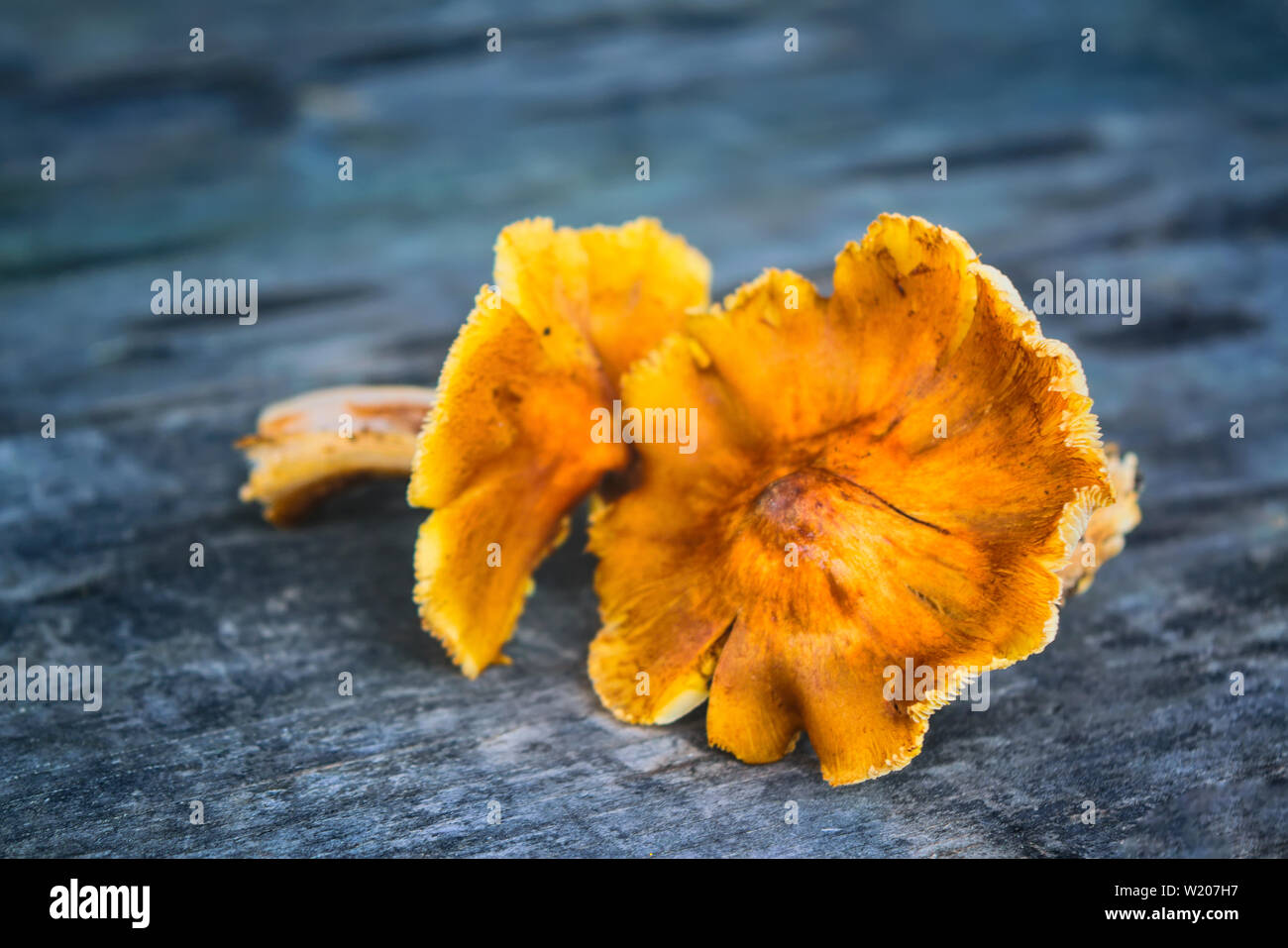 Wald Pilze auf dem alten Holz- Hintergrund. Frische rohe Pilze auf dem Tisch. Stockfoto