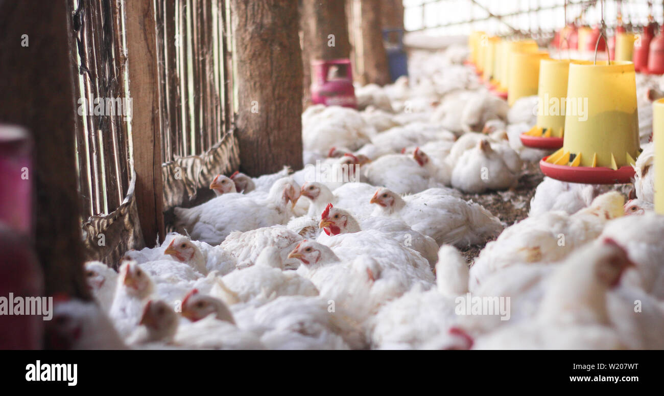 Innen weiß Hühnerfarm, Hühner füttern Stockfoto