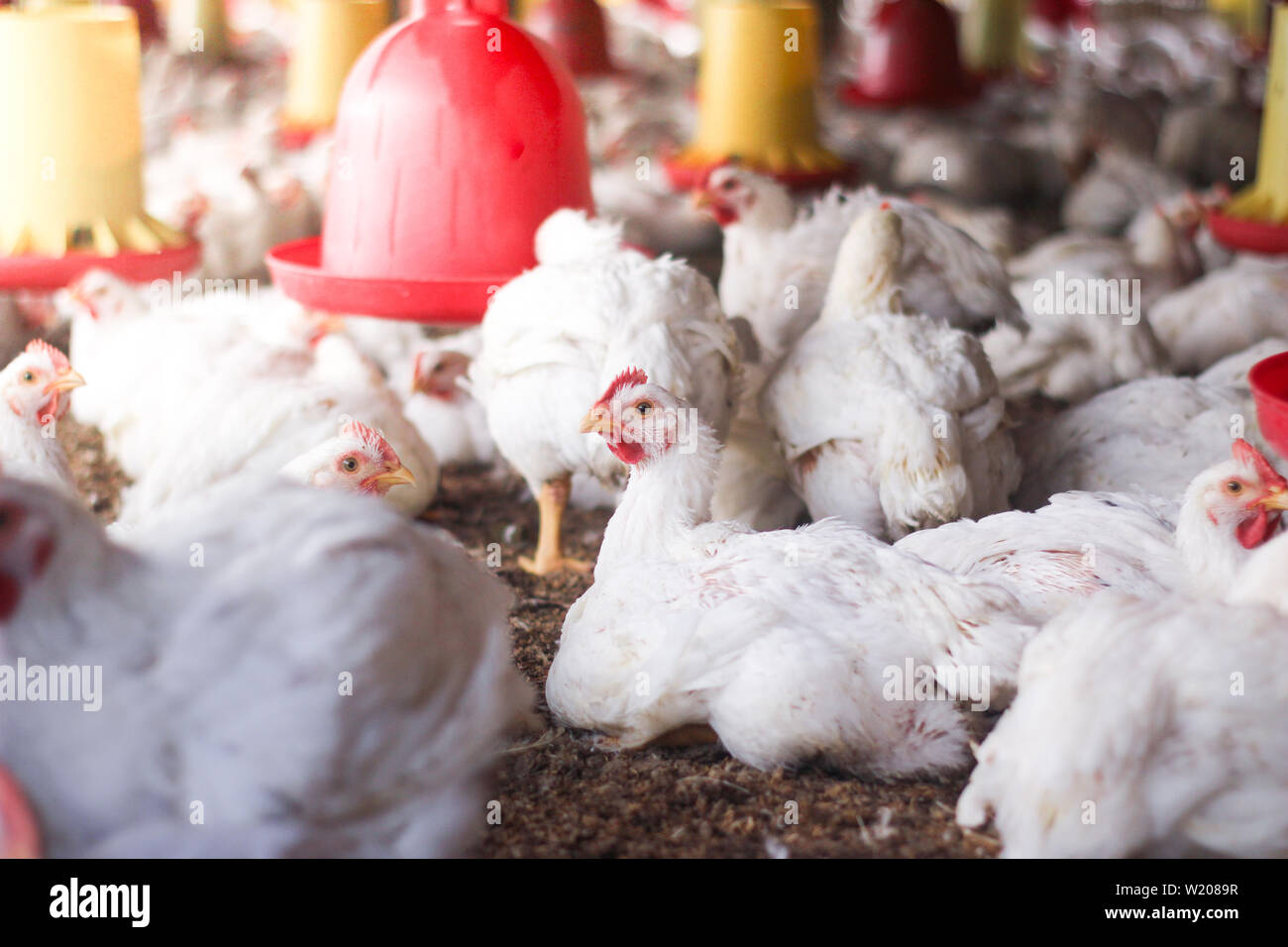 Innen weiß Hühnerfarm, Hühner füttern Stockfoto