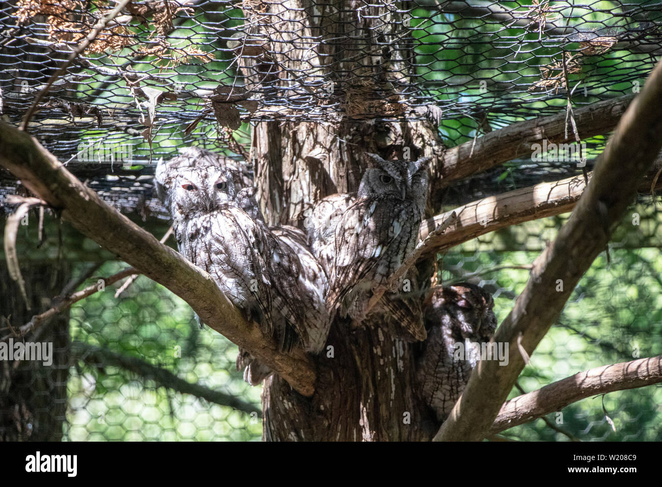 Eulen in einem Zoo Stockfoto