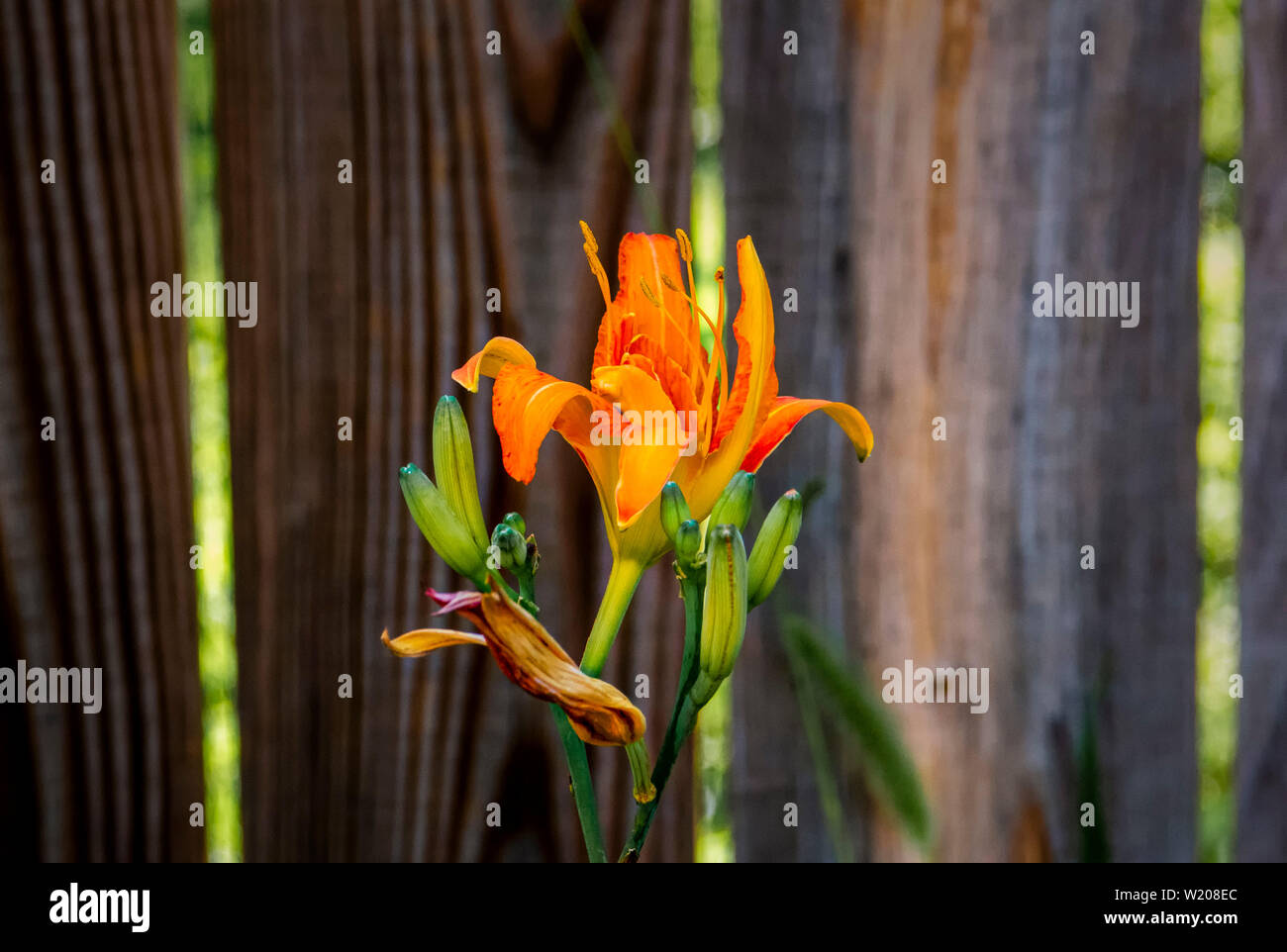 Durch den Zaun Stockfoto
