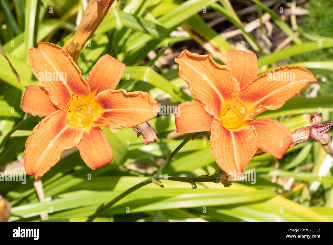 Orange Tag - Lilien (Hemerocallis fulva) in Blüte im Juli an einem sonnigen Sommertag, Großbritannien Stockfoto