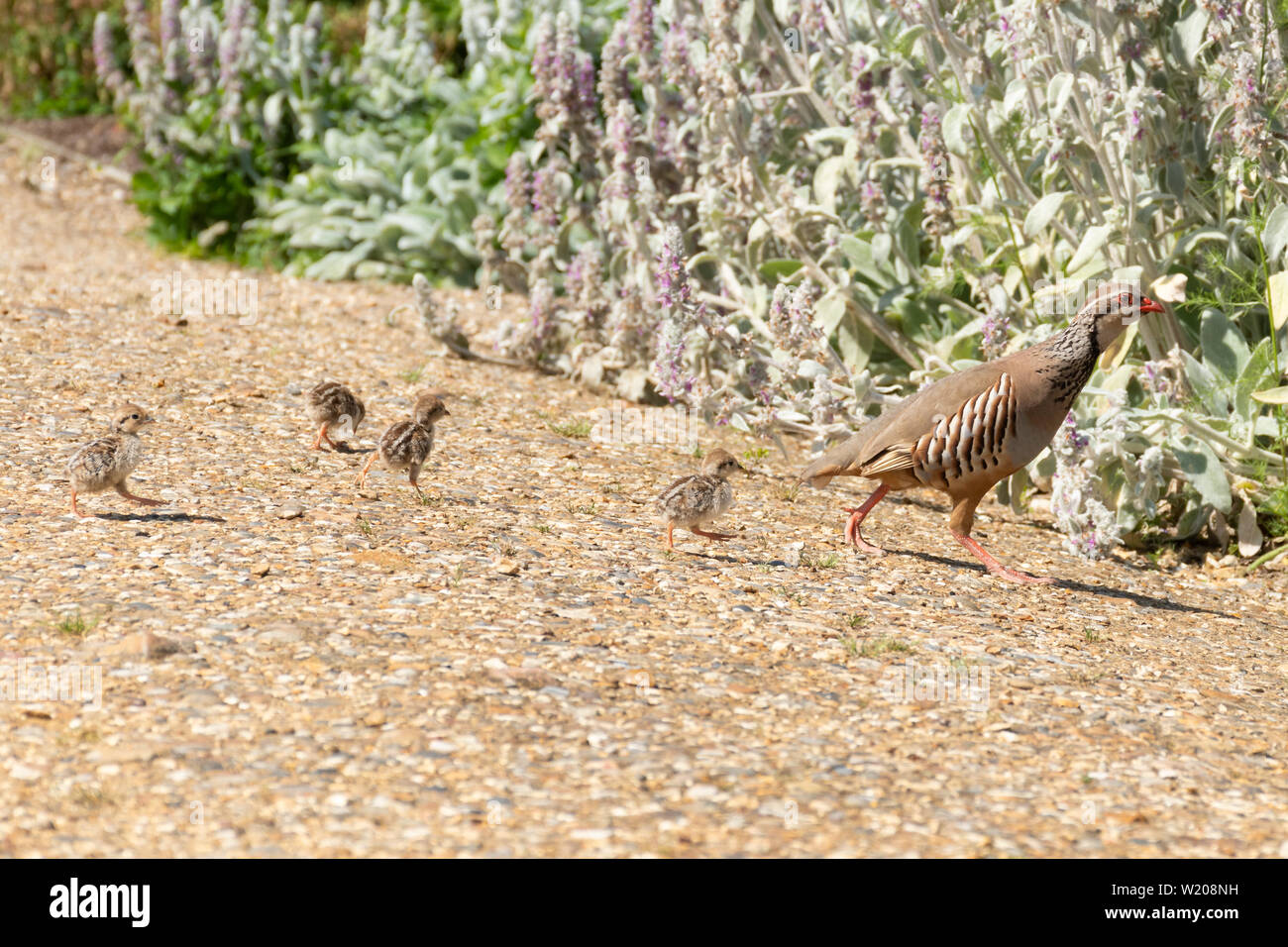 Red-legged Partridge (alectoris Rufa) Mutter und vier junge Küken Stockfoto