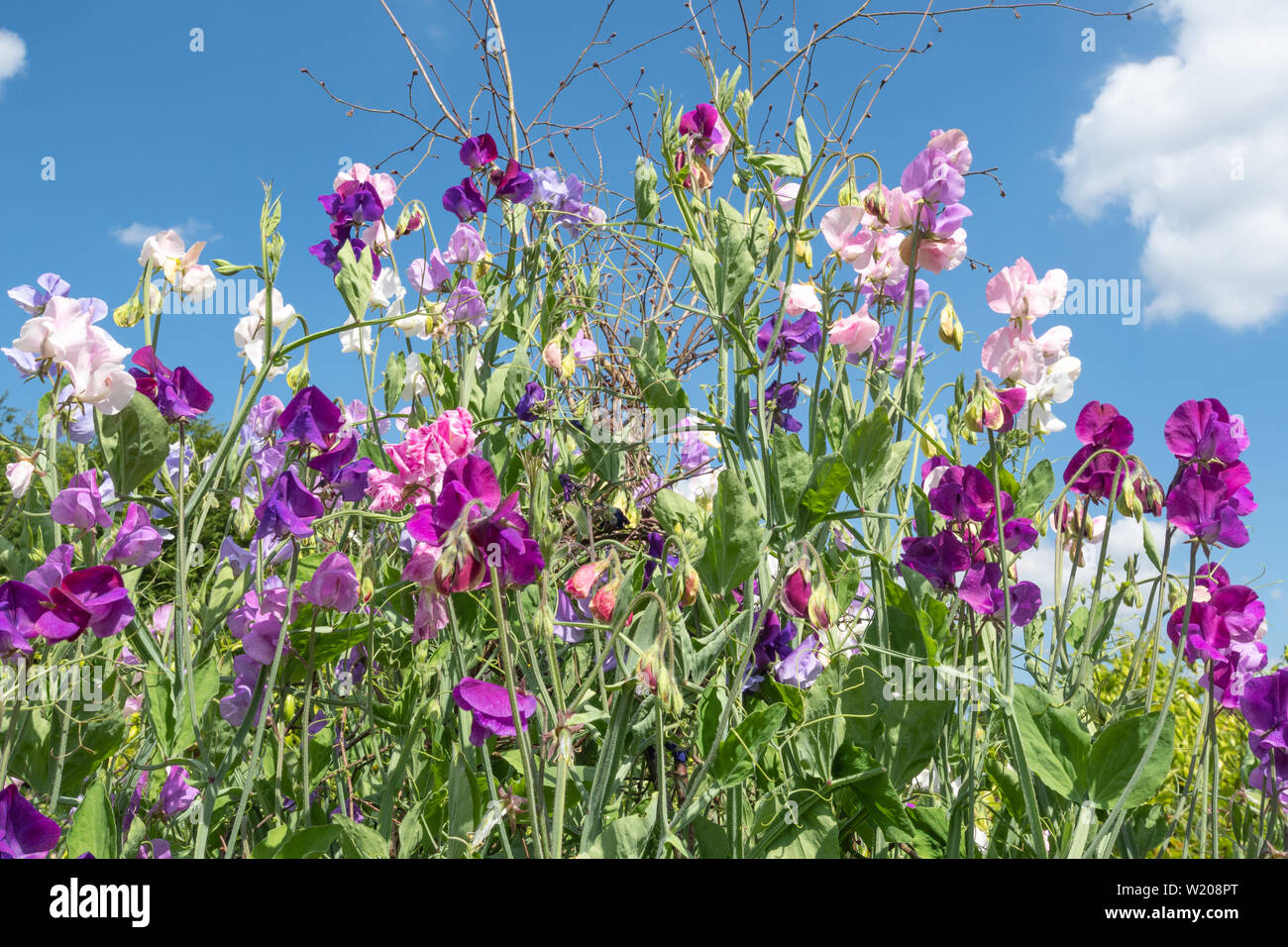 Zuckererbsen blühen, Sweet pea Blumen (Lathyrus Odoratus) im Juli an einem sonnigen Sommertag Stockfoto