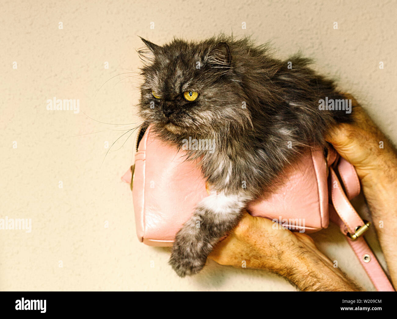 Perser Katze in kleinen rosa Tasche II. Stockfoto