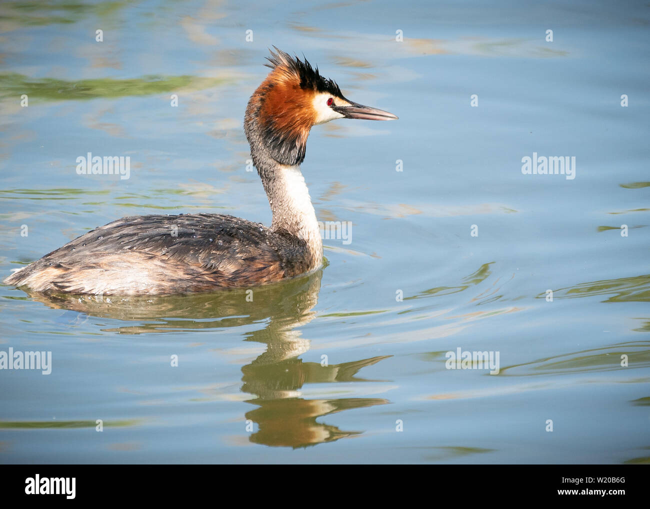 Haubentaucher schwimmen in einem See in Dorset in Großbritannien Stockfoto