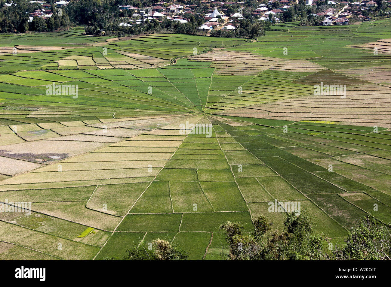 Spinnennetz Reisfelder mit vielen verschiedenen Farben in Flores, Indonesien. Stockfoto