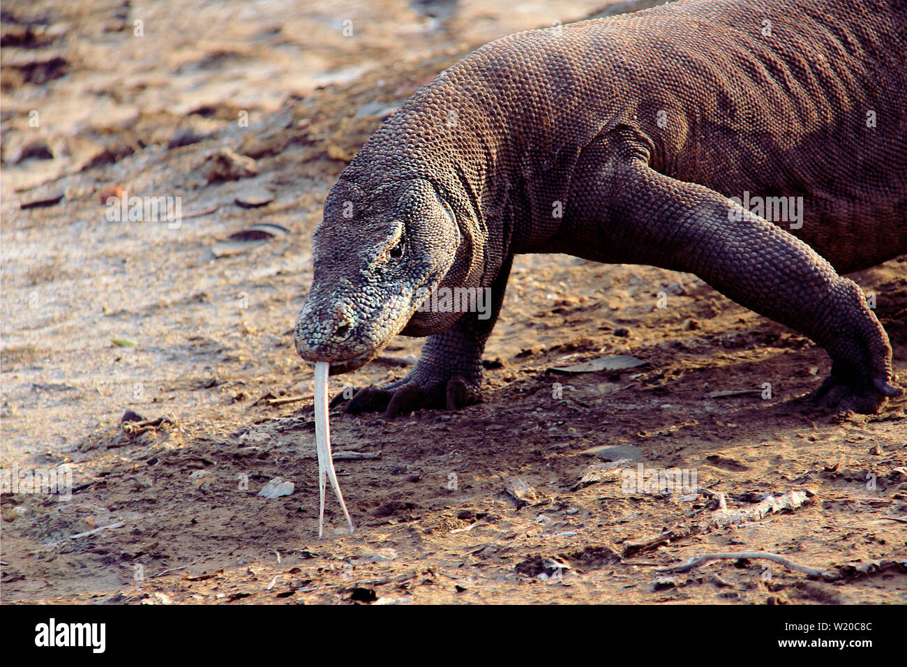 Komodo Dragon im Komodo Nationalpark in Flores, Indonesien. Stockfoto