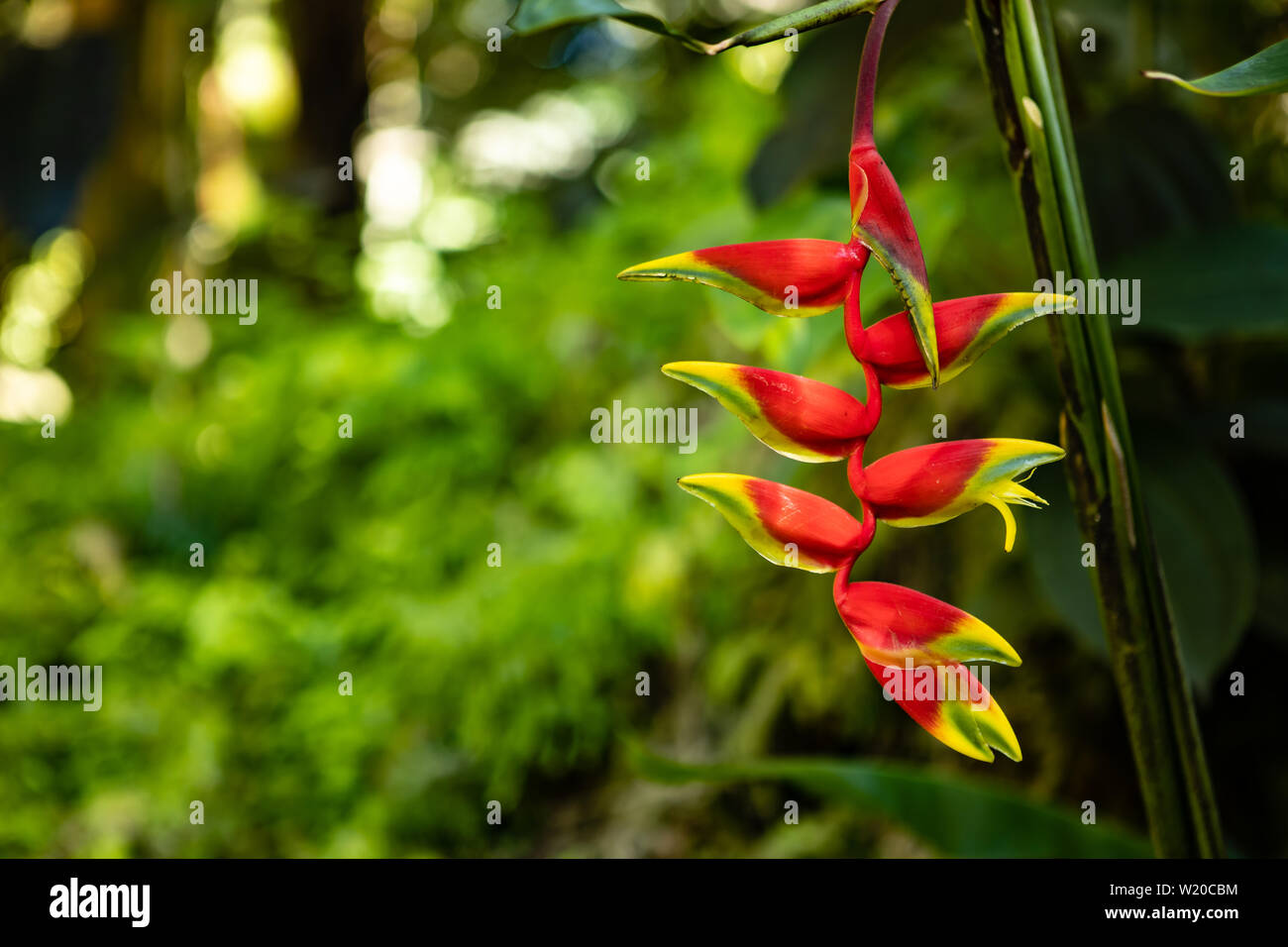 Schöne rote Heliconia stricta Blumen in einem Hawaii Tropical Botanical Garden Stockfoto