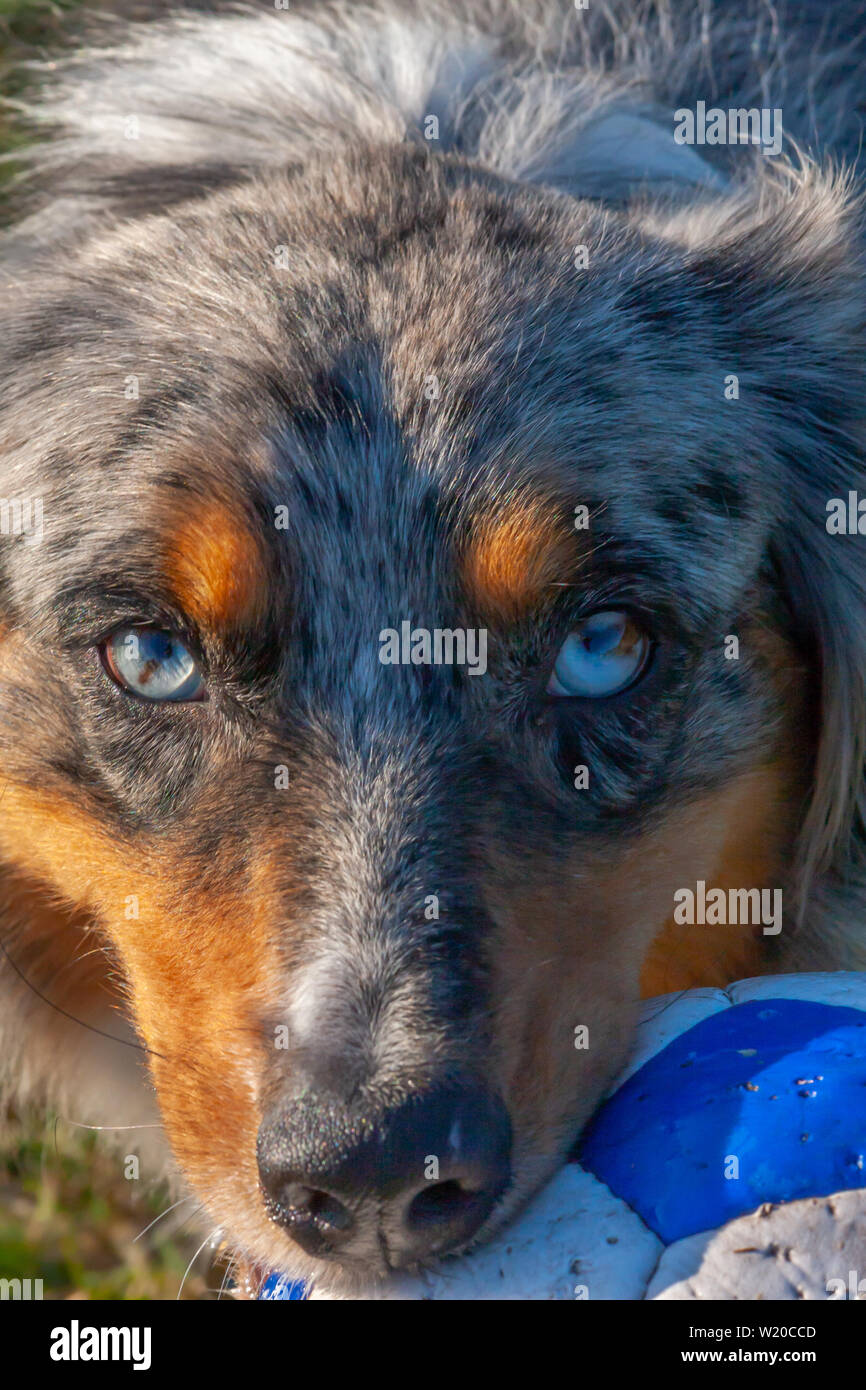 Merle Aussie Stockfotos und bilder Kaufen Alamy