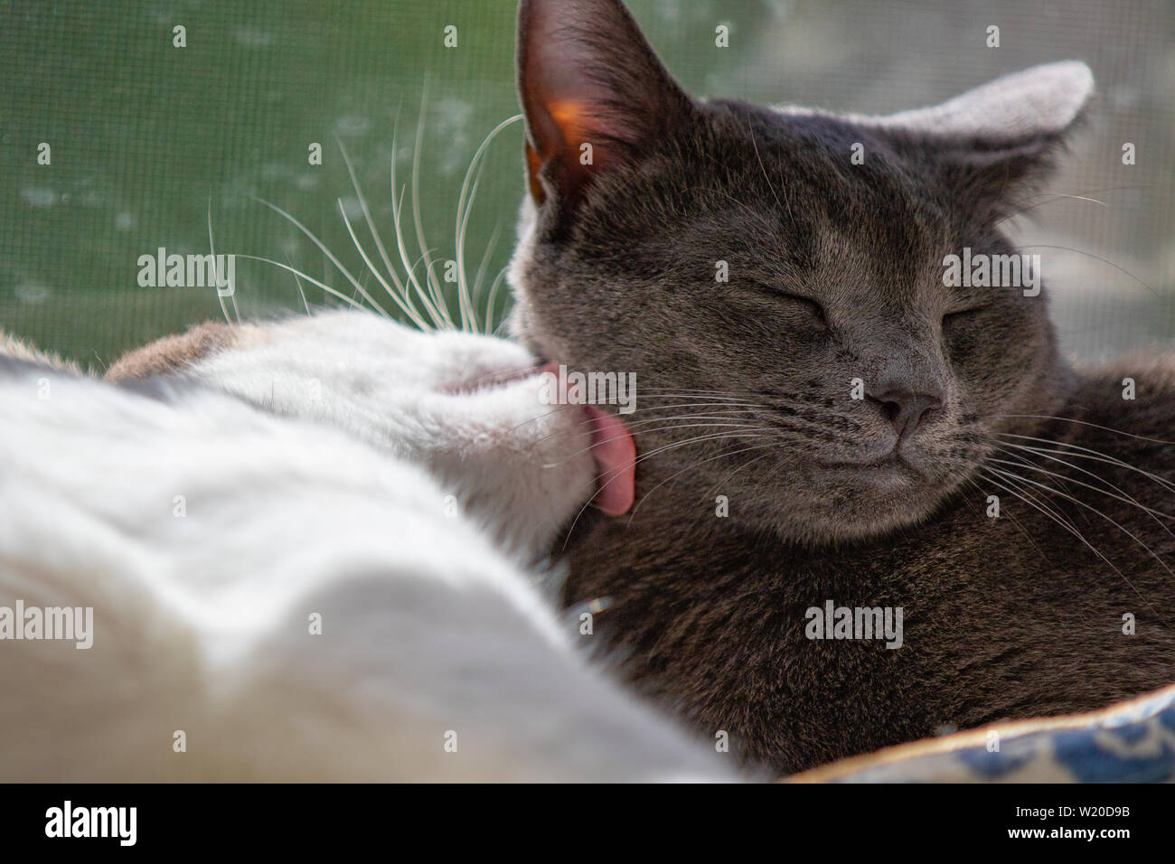 Die brüderliche Liebe. Diese beiden jungen männlichen Katzen wurden aus verschiedenen Würfen, aber gemeinsam aus der menschlichen Gesellschaft. Stockfoto