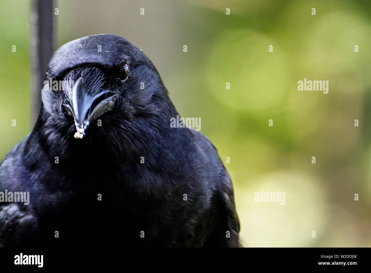 Schwarz glänzend Stockfoto