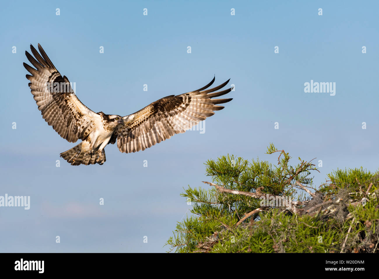 Osprey Landung auf sein Nest mit Flügel Stockfoto