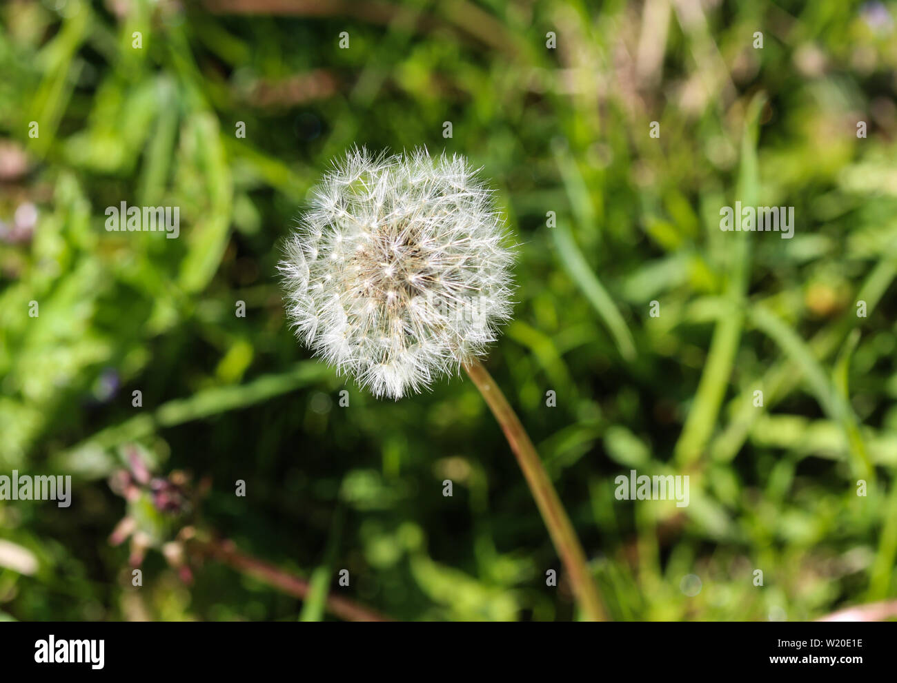 Nahaufnahme der Gelben gemeinsame Löwenzahn (Taraxacum officinale) Blühende Stockfoto