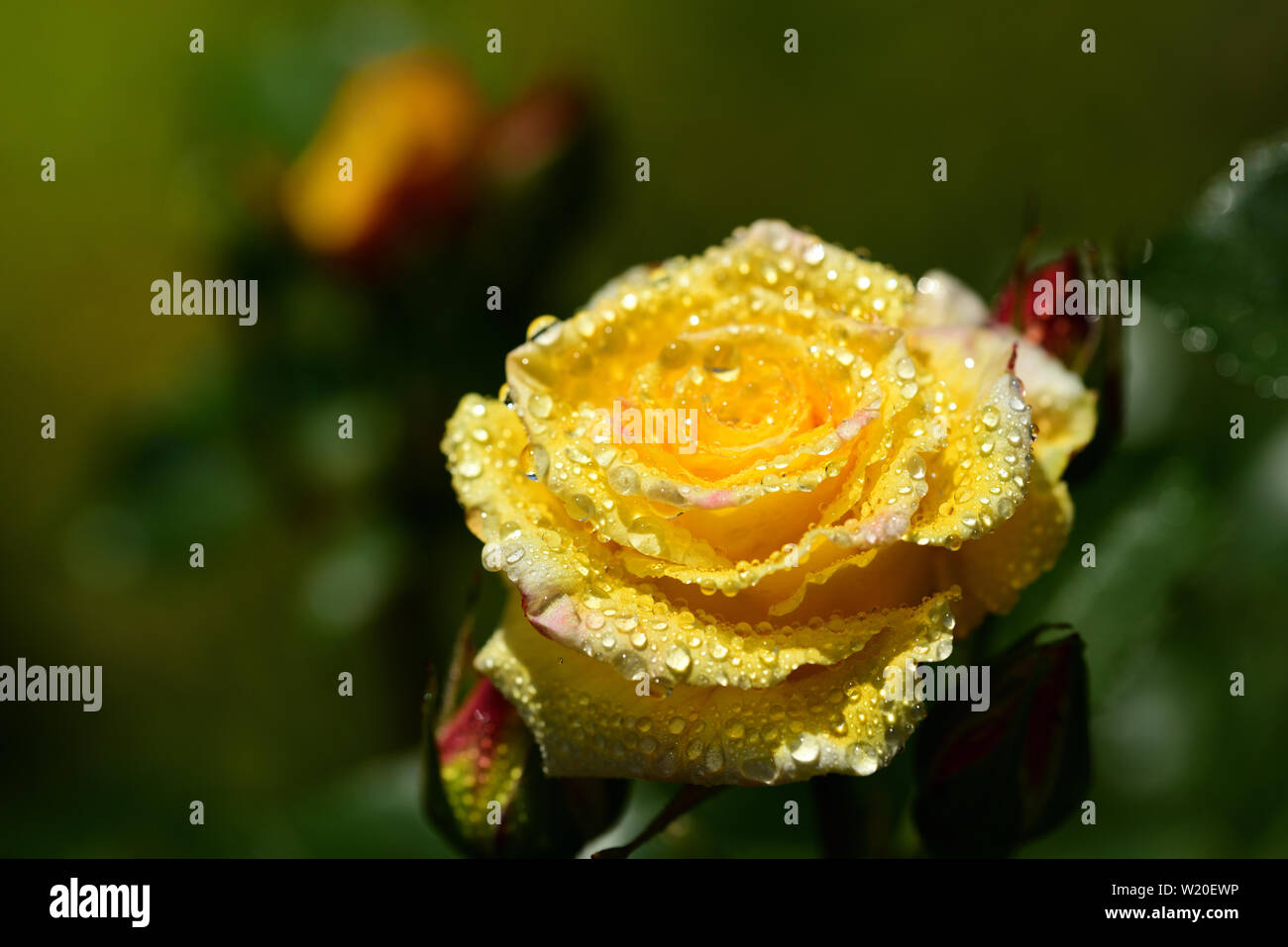 Nahaufnahme von einem gelben frische Rose mit Tropfen auf die Blütenblätter Stockfoto