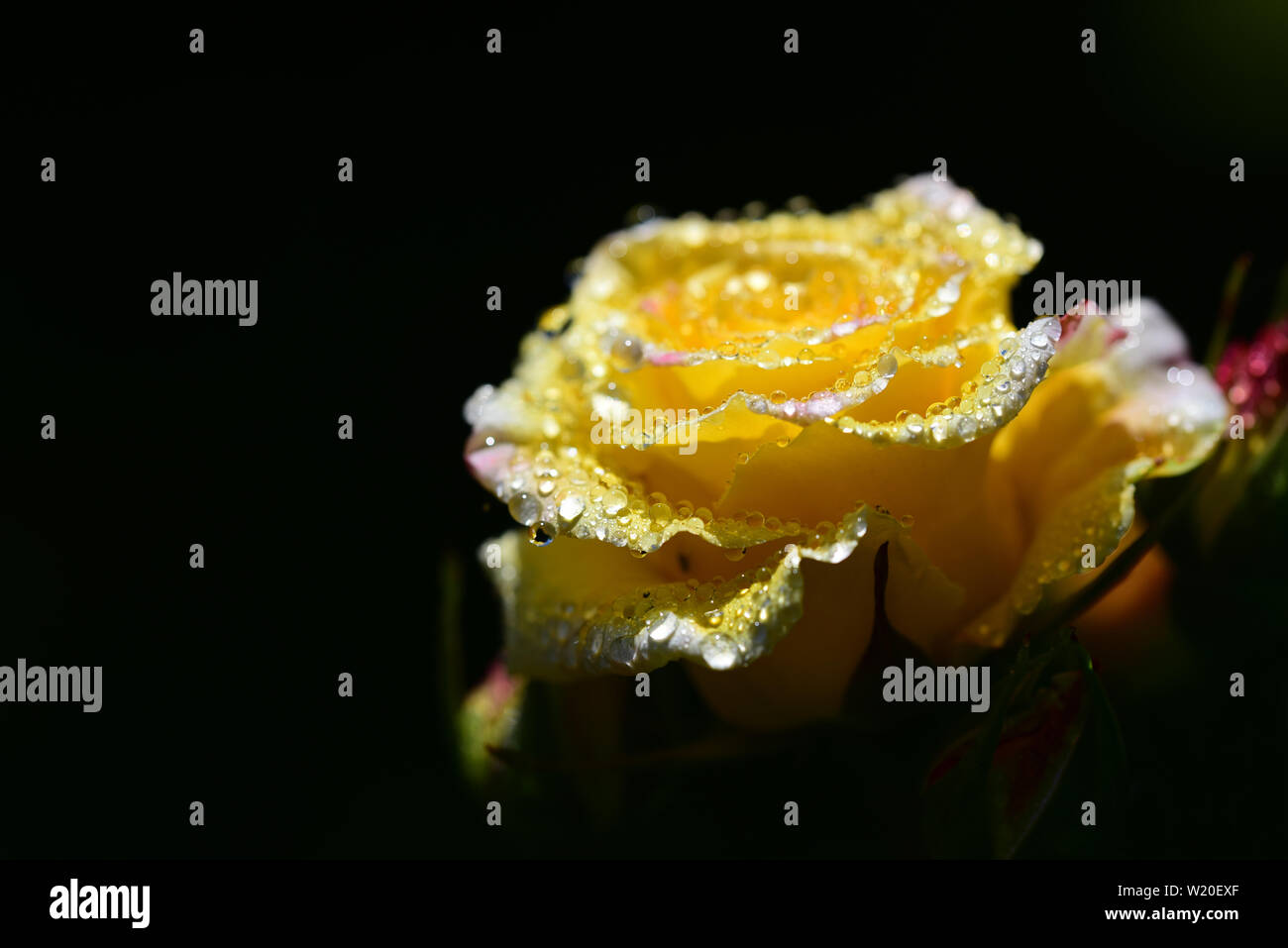 Nahaufnahme von einem gelben frische Rose mit Tropfen auf die Blütenblätter Stockfoto