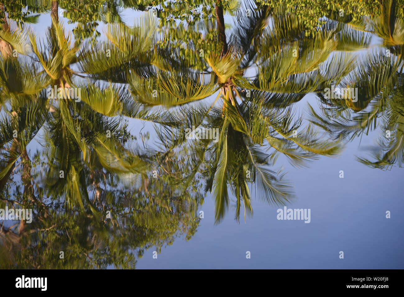 Volle gerahmte tropischen Hintergrund Perfektion. Reine Reflexion der wunderschönen Palmen in einem See in der Nähe von Cairns, Australien. Stockfoto