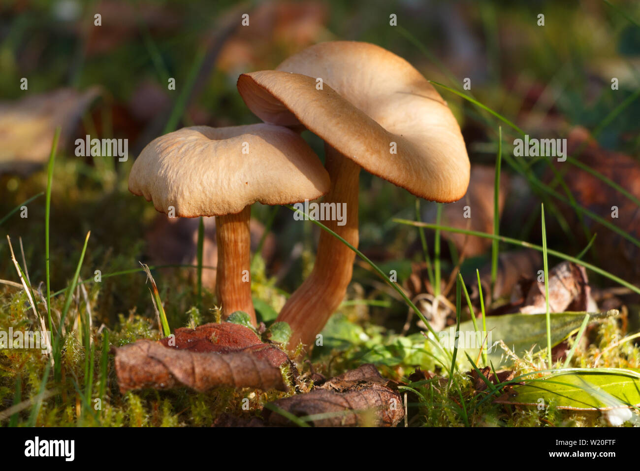 Die beiden Mäher Pilze in Moos im Herbst Stockfoto