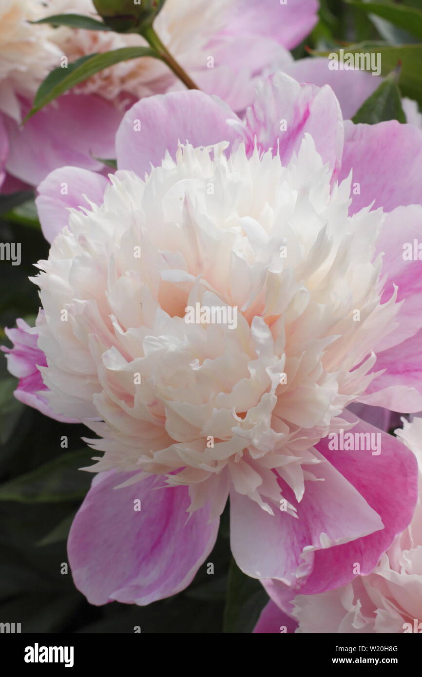 Paeonia lactiflora 'Abend Welt'. Pale Pink Peony' Abend Welt' Blüte im Garten Grenze im Juni - Großbritannien Stockfoto