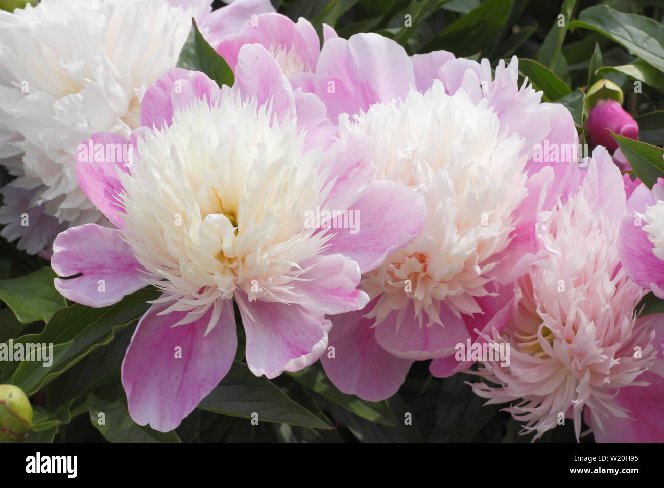 Paeonia lactiflora 'Abend Welt'. Pale Pink Peony' Abend Welt' Blüte im Garten Grenze im Juni - Großbritannien Stockfoto