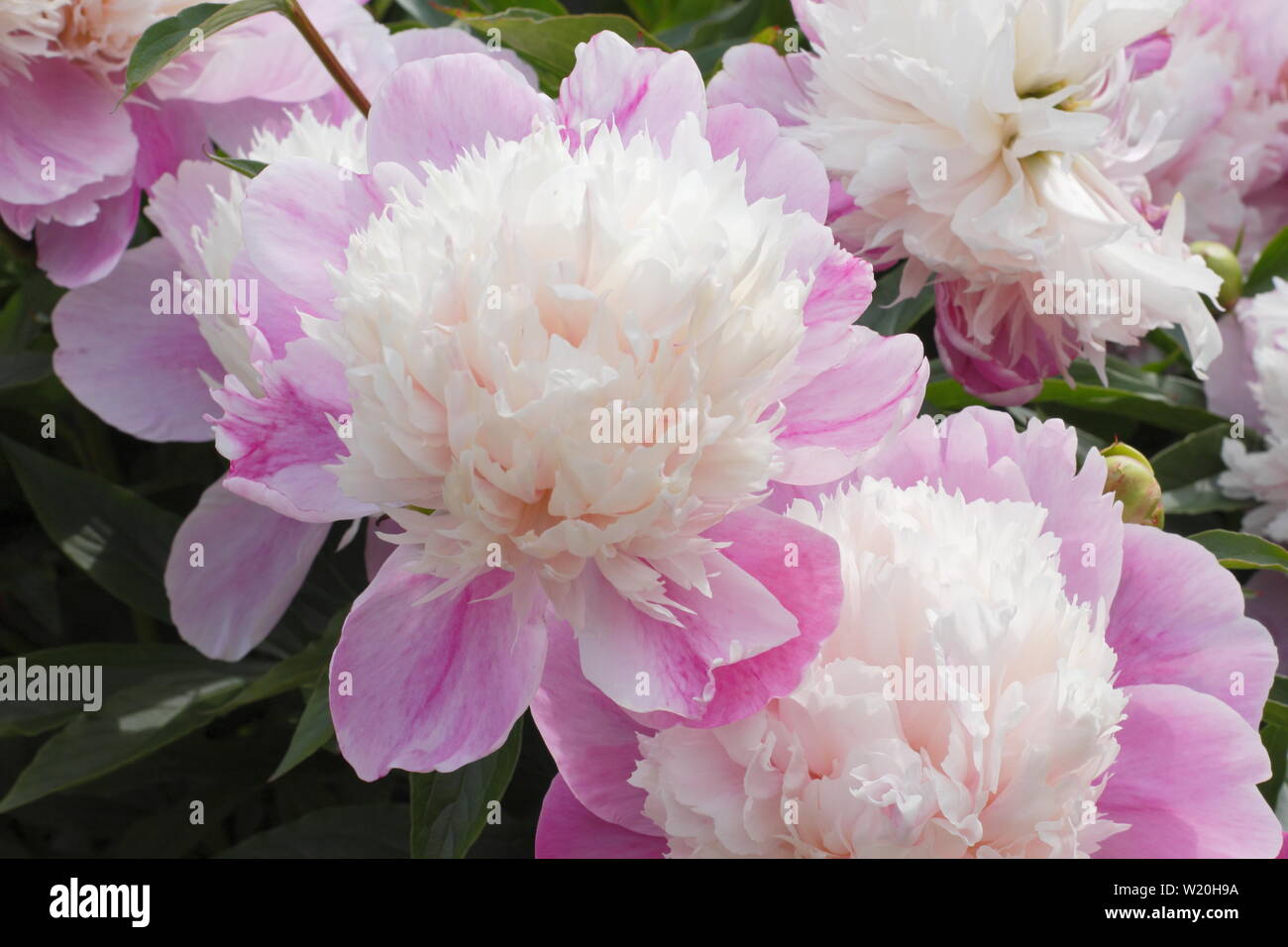 Paeonia lactiflora 'Abend Welt'. Pale Pink Peony' Abend Welt' Blüte im Garten Grenze im Juni - Großbritannien Stockfoto