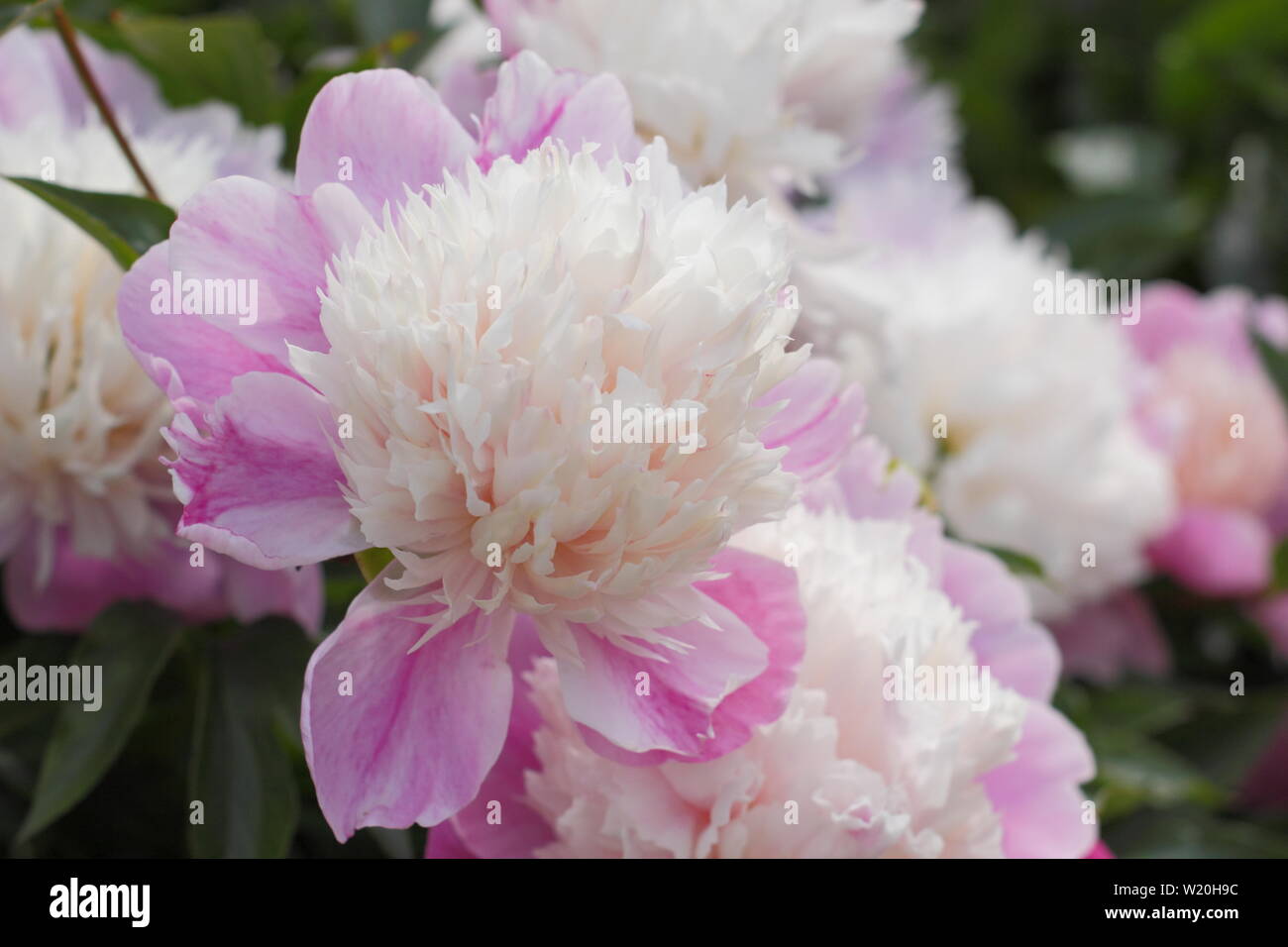 Paeonia lactiflora 'Abend Welt'. Pale Pink Peony' Abend Welt' Blüte im Garten Grenze im Juni - Großbritannien Stockfoto