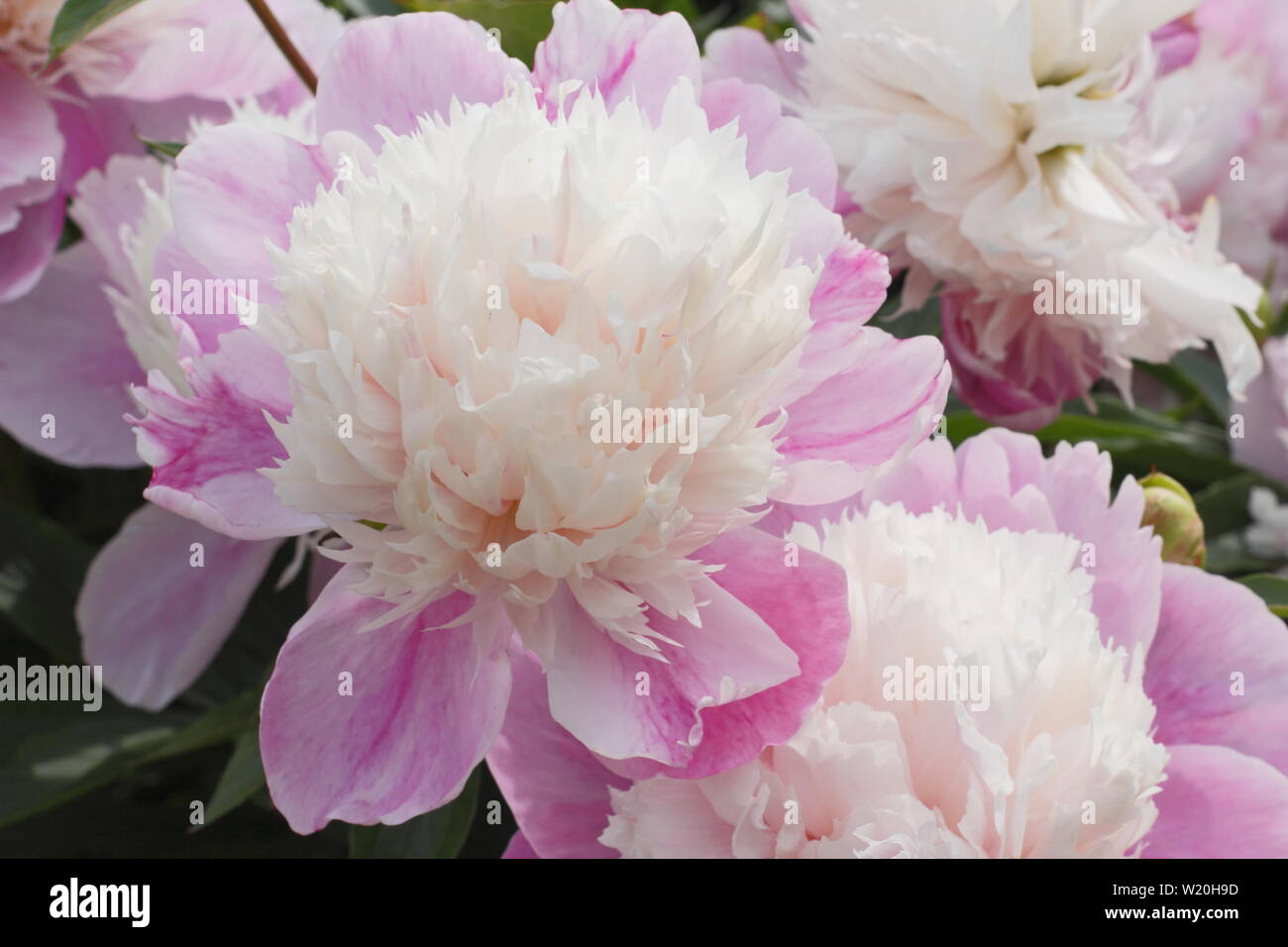 Paeonia lactiflora 'Abend Welt'. Pale Pink Peony' Abend Welt' Blüte im Garten Grenze im Juni - Großbritannien Stockfoto