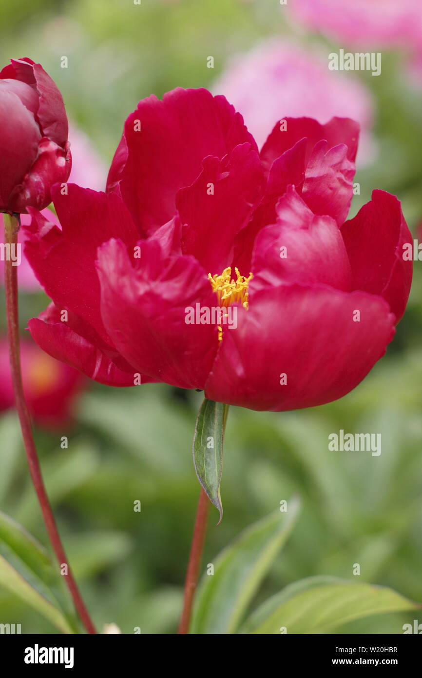 Paeonia lactiflora 'Lord Kitchener" Pfingstrose Blüte im Garten Grenze im Juni - Großbritannien Stockfoto