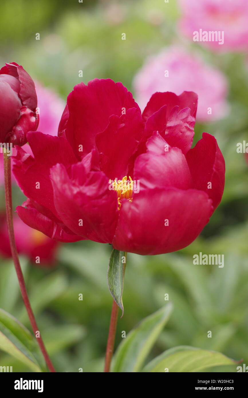 Paeonia lactiflora 'Lord Kitchener" Pfingstrose Blüte im Garten Grenze im Juni - Großbritannien Stockfoto