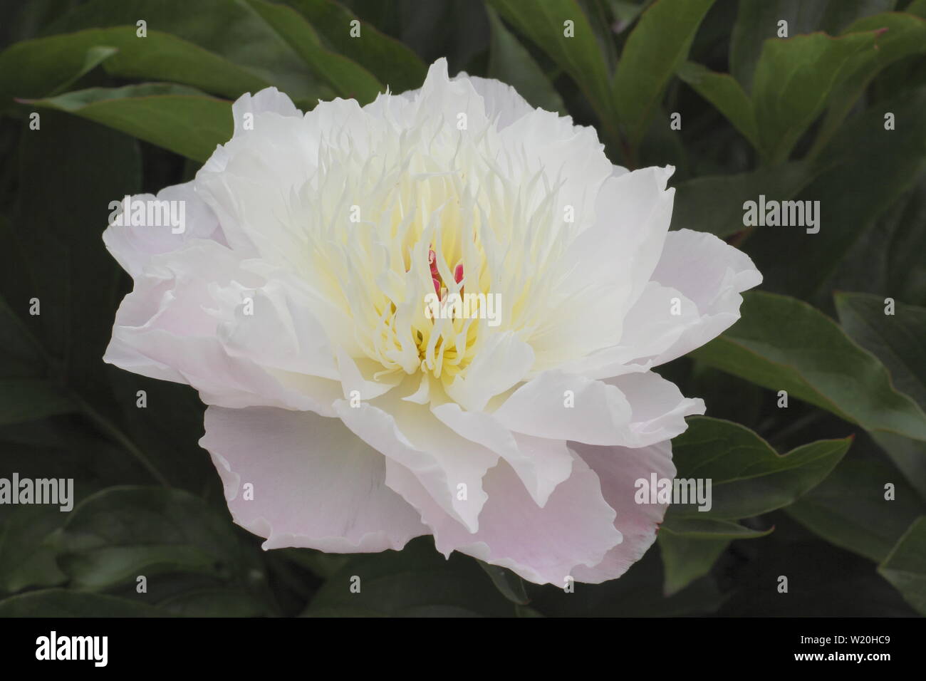 Olange die Paeonia lactiflora 'Pfingstrose Blüte im Garten Grenze im Juni - Großbritannien Stockfoto