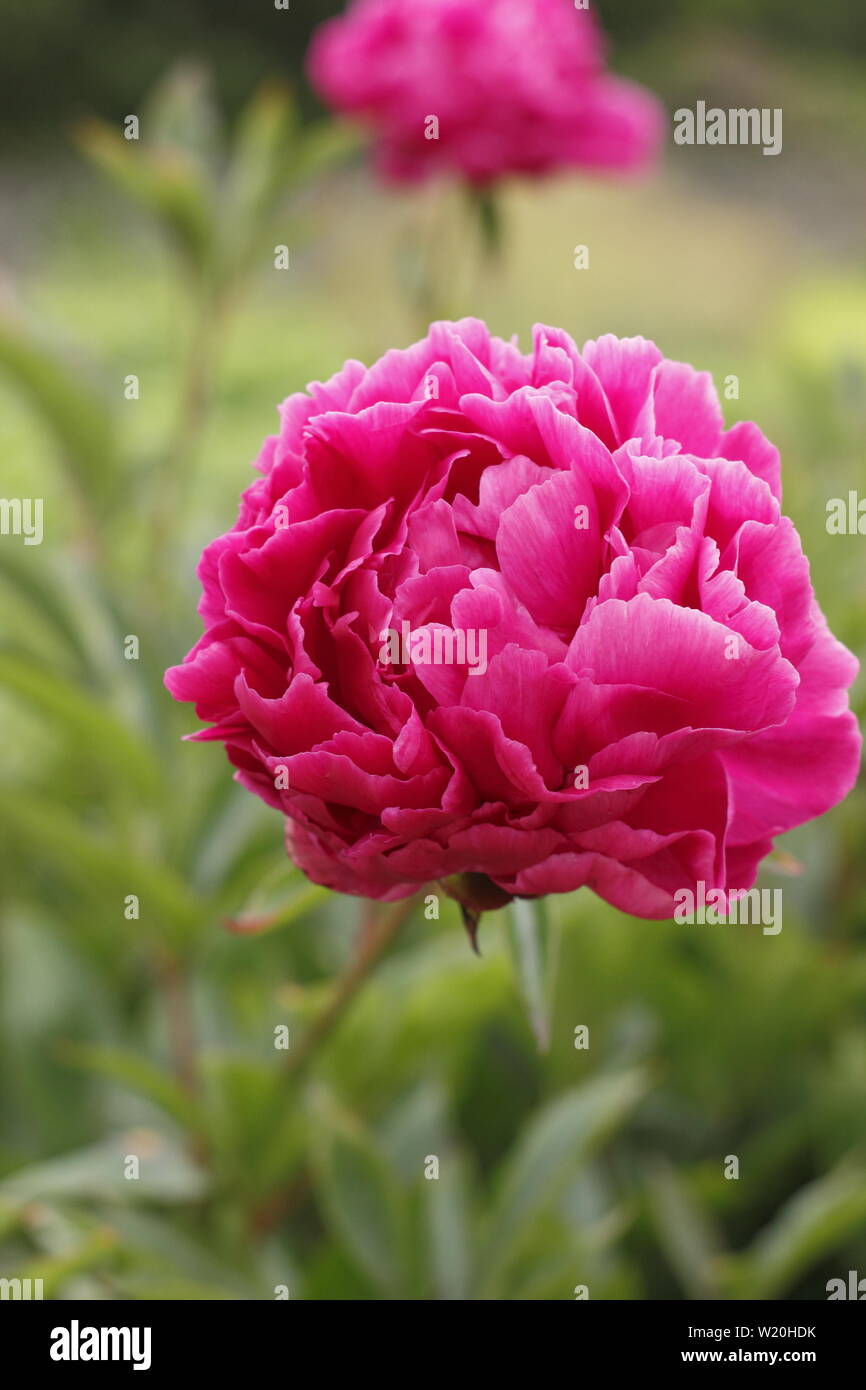 Paeonia lactiflora 'Arabian Prince'. pfingstrose Blüte im Garten Grenze im Juni - Großbritannien Stockfoto