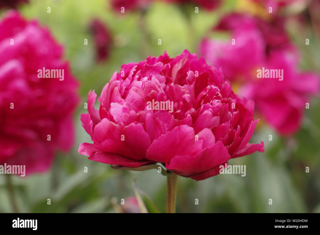 Paeonia lactiflora 'Arabian Prince'. pfingstrose Blüte im Garten Grenze im Juni - Großbritannien Stockfoto