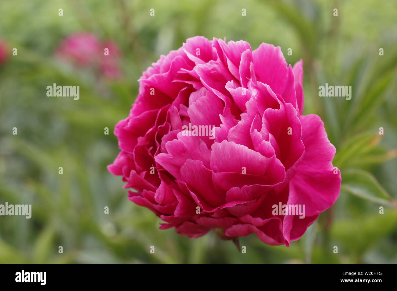 Paeonia lactiflora 'Hei Hai Bo Tao' Päonie Blüte im Garten Grenze im Juni - Großbritannien Stockfoto