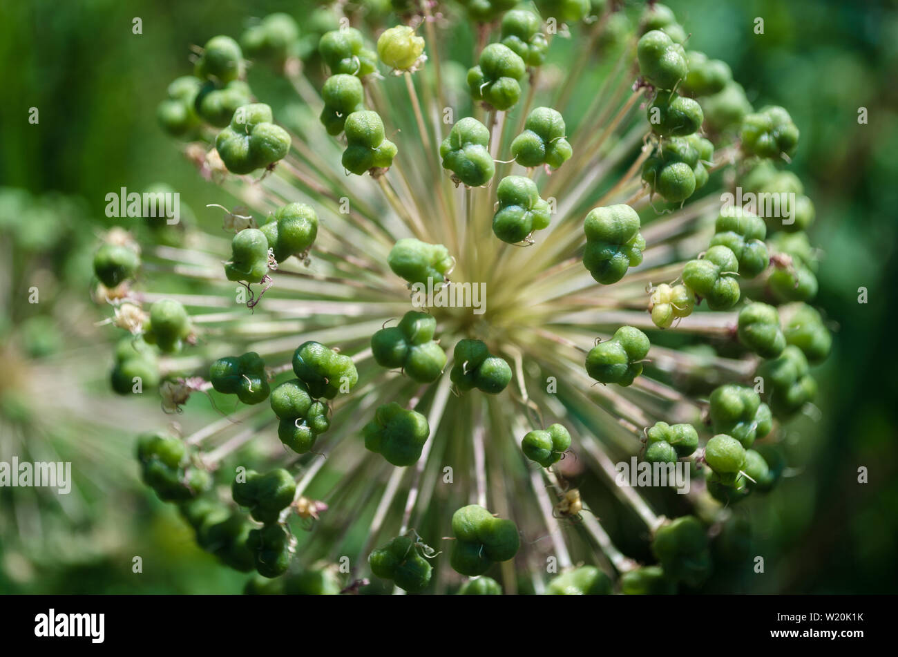 Sphärische Allium Purple Sensation hat in einem Blumenbeet im Garten verblasst. Nahaufnahme der dekorative Blüte Blütenstand niederländische Knoblauch in ländlichen. Zwiebel mit g Stockfoto