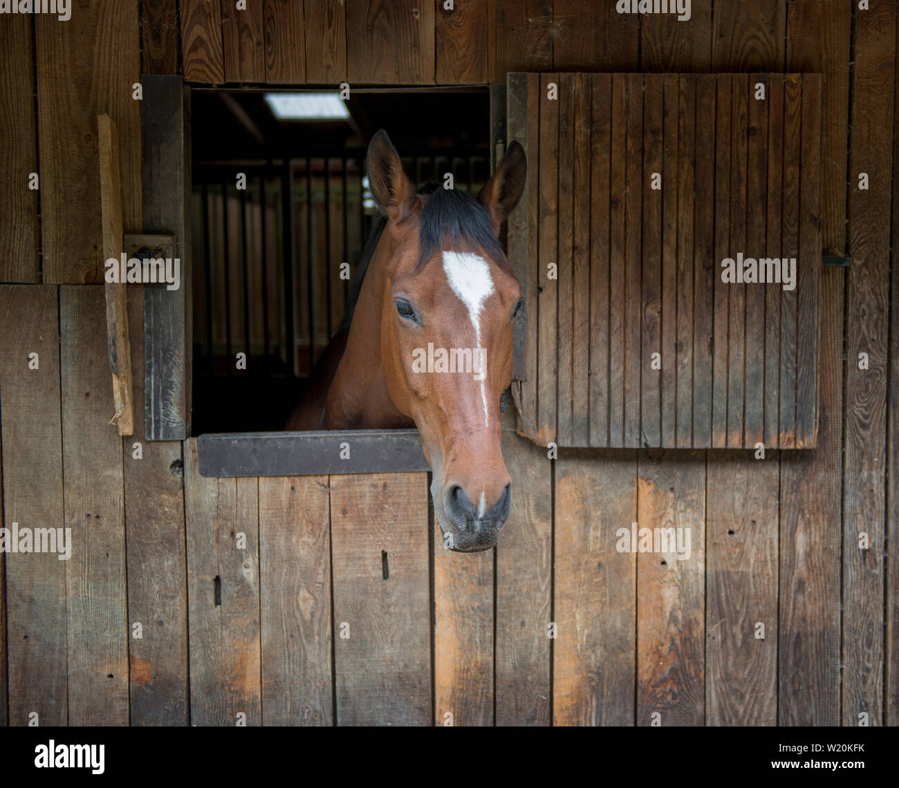Pferd Ruhe im Stall Stockfoto