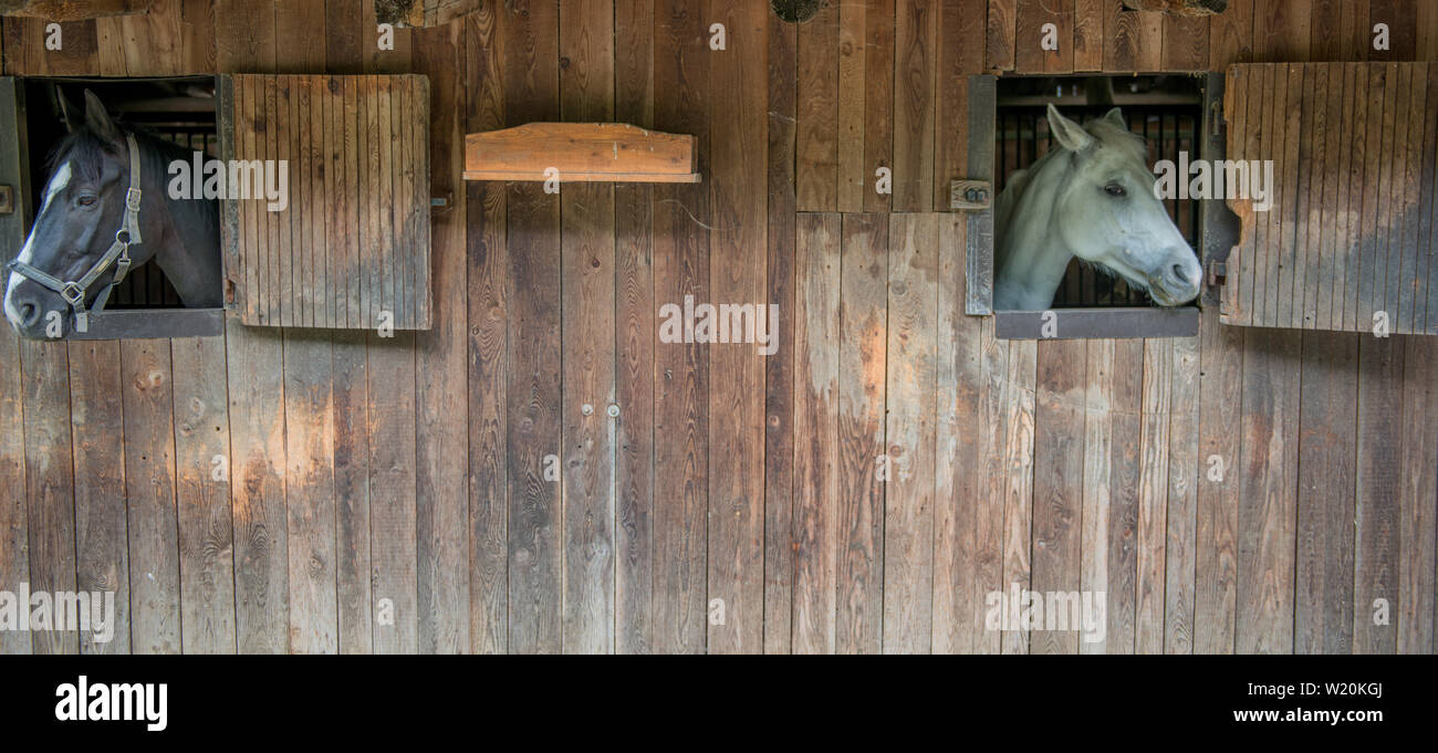 Pferd Ruhe im Stall Stockfoto