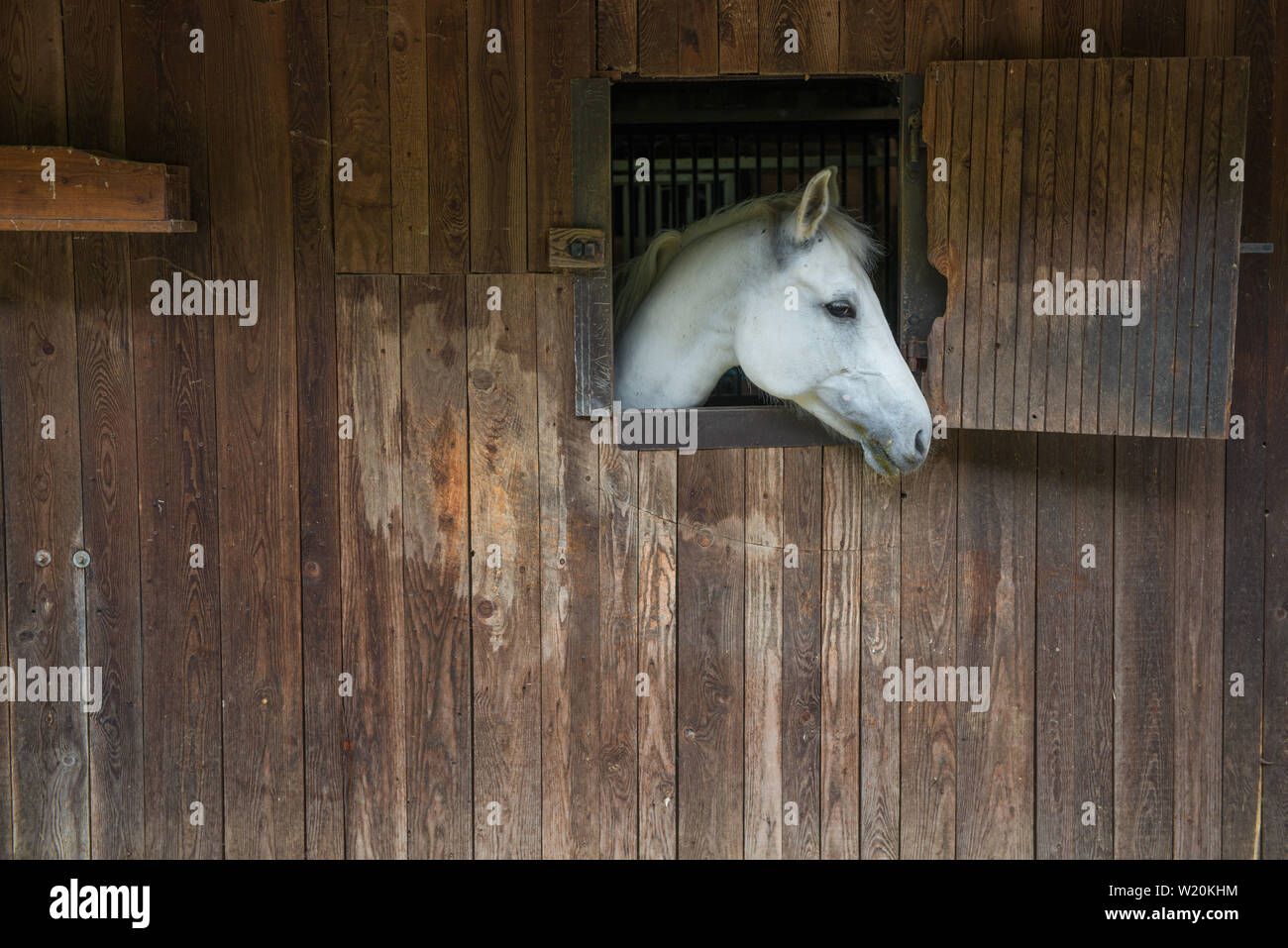Pferd Ruhe im Stall Stockfoto