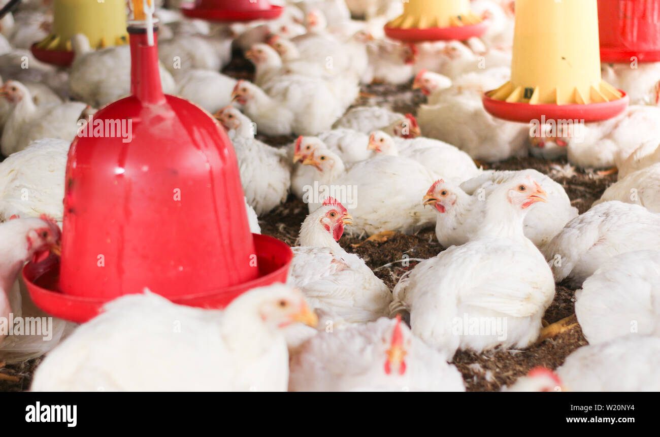 Innen weiß Hühnerfarm, Hühner füttern Stockfoto