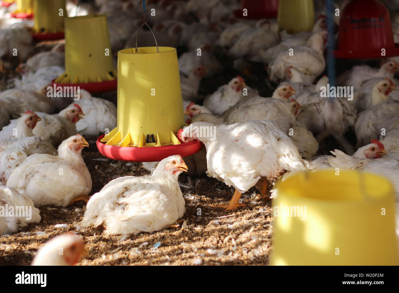 Innen weiß Hühnerfarm, Hühner füttern Stockfoto