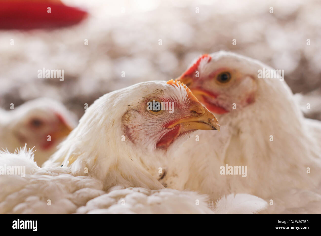 Huhn Stockfoto