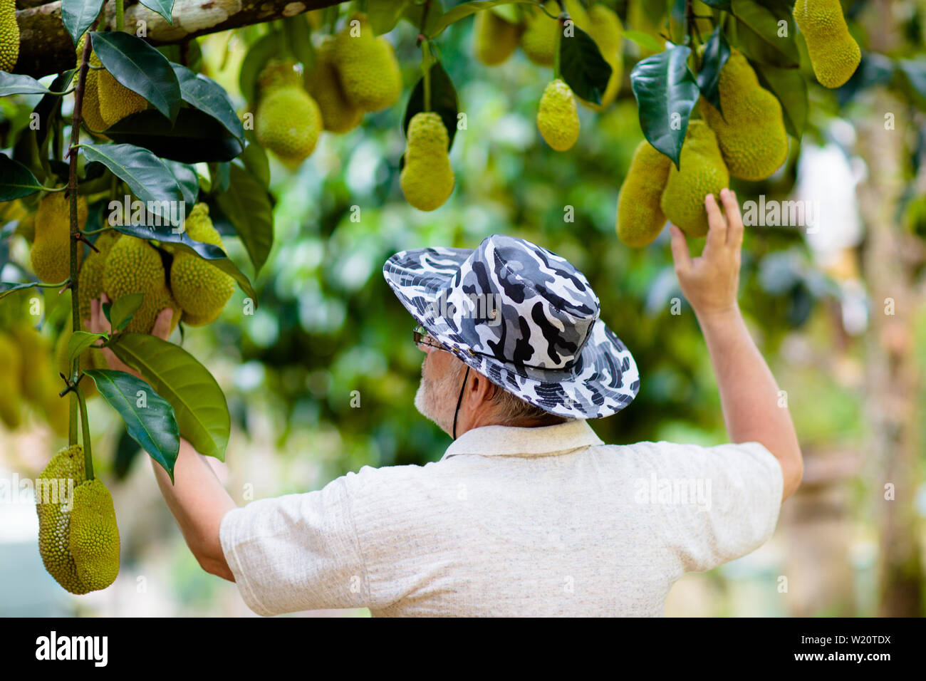 Tropical Fruits Malaysia Stockfotos und bilder Kaufen Alamy