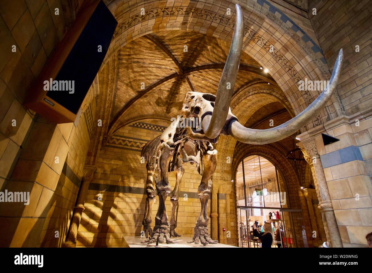 Natural History Museum, Cromwell Road, South Kensington, Royal Borough von Kensington und Chelsea - Mammut Skelett. Stockfoto
