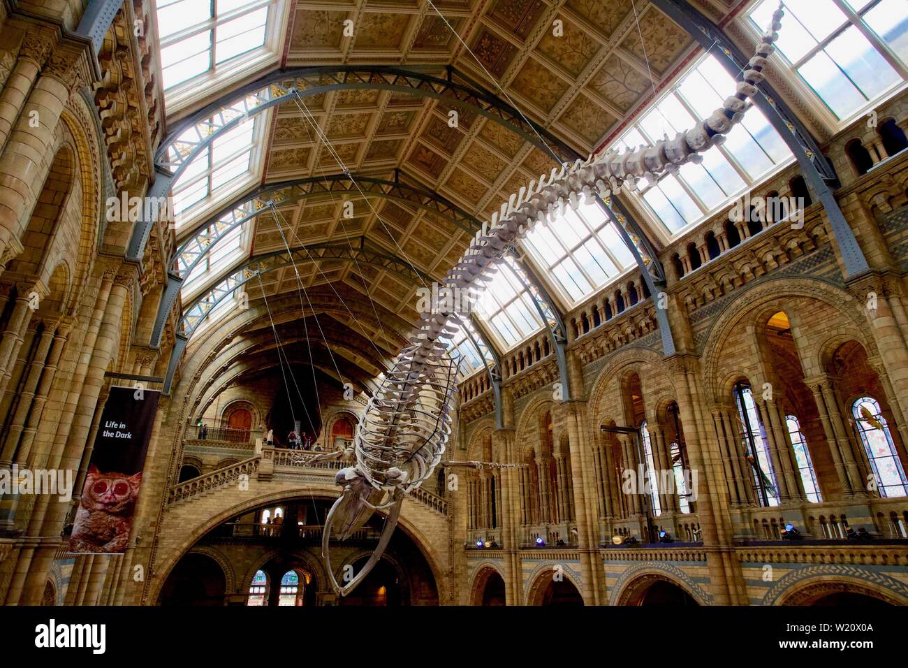 Natural History Museum, Cromwell Road, South Kensington, Royal Borough von Kensington und Chelsea - Blue Whale Skelett Stockfoto