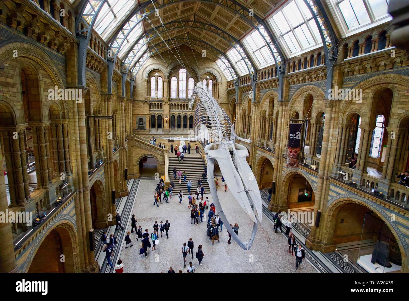 Natural History Museum, Cromwell Road, South Kensington, Royal Borough von Kensington und Chelsea - Blue Whale Skelett Stockfoto