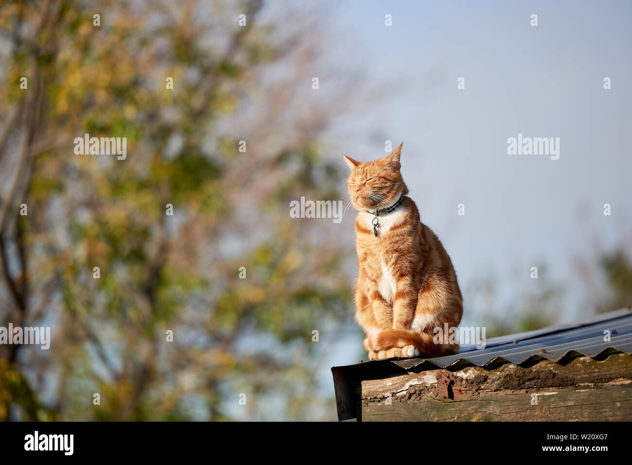 Ginger Red Tabby Katze sitzt entspannt auf einem blechdach vor blauem Himmel. Stockfoto